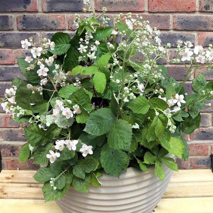 Brombeere 'Coolaris® Patio Black'