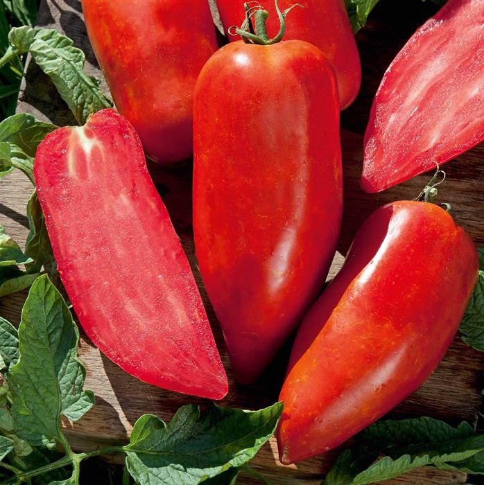 Andenhorn-Tomate 'Bellandine'