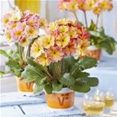 Eis-Primel 'Peach Melba'