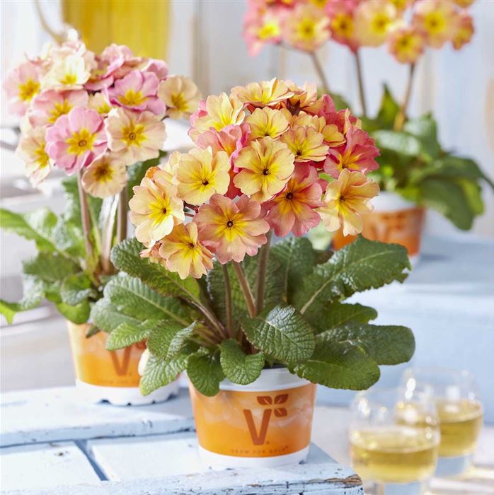 Eis-Primel 'Peach Melba'