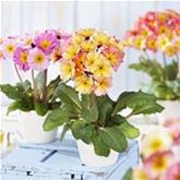 Eis-Primel 'Peach Melba'