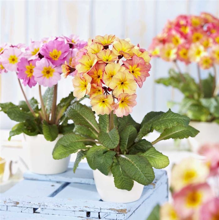 Eis-Primel 'Peach Melba'