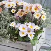 Eis-Primel 'Peach Melba'