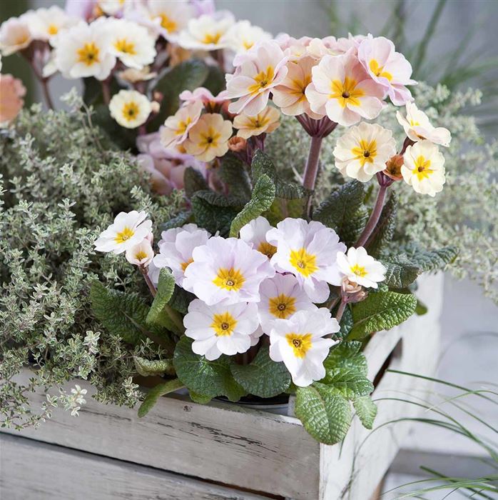 Eis-Primel 'Peach Melba'