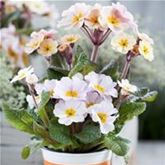 Eis-Primel 'Peach Melba'