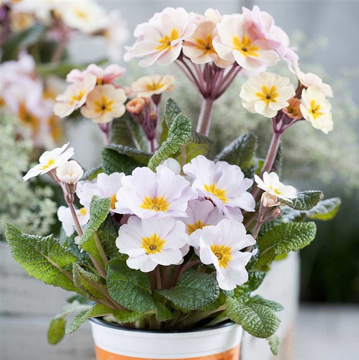 Eis-Primel 'Peach Melba'