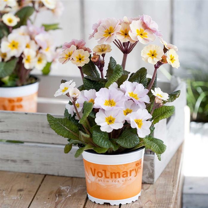 Eis-Primel 'Peach Melba'