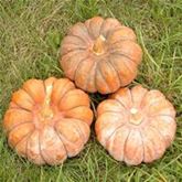 Aroma-Kübris 'Hidemi'