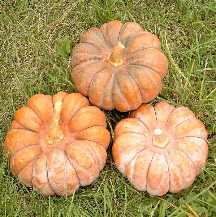 Aroma-Kübris 'Hidemi'