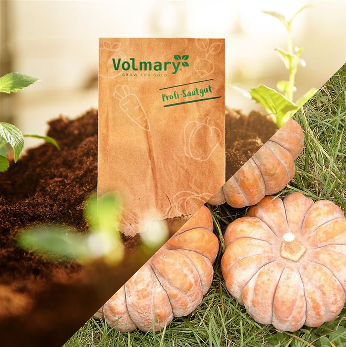 Aroma-Kübris 'Hidemi'