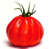 Ochsenherz-Tomate 'Corazon' F1