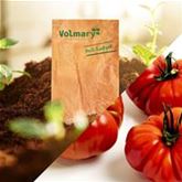 Ochsenherz-Tomate 'Corazon' F1