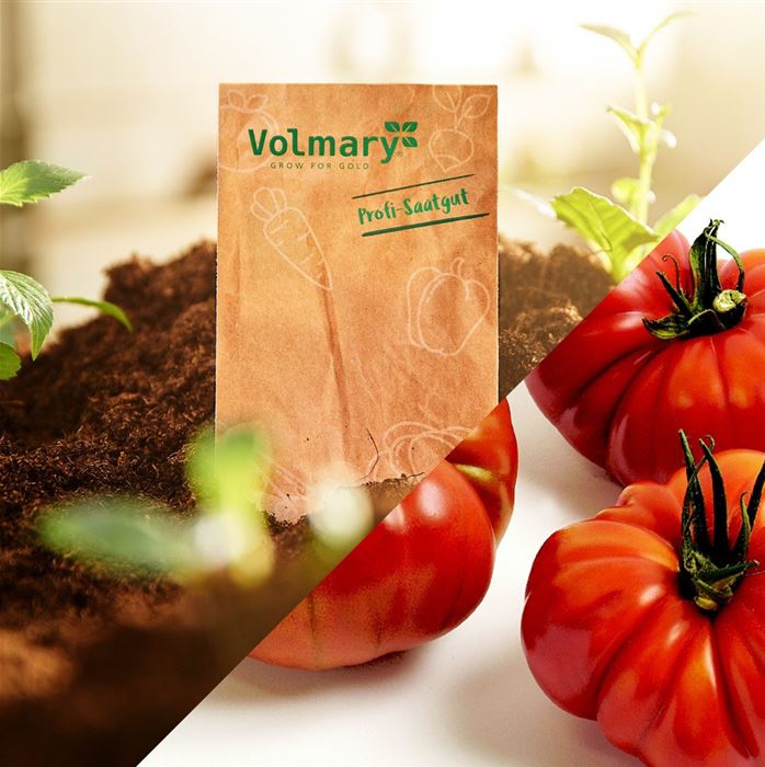 Ochsenherz-Tomate 'Corazon' F1