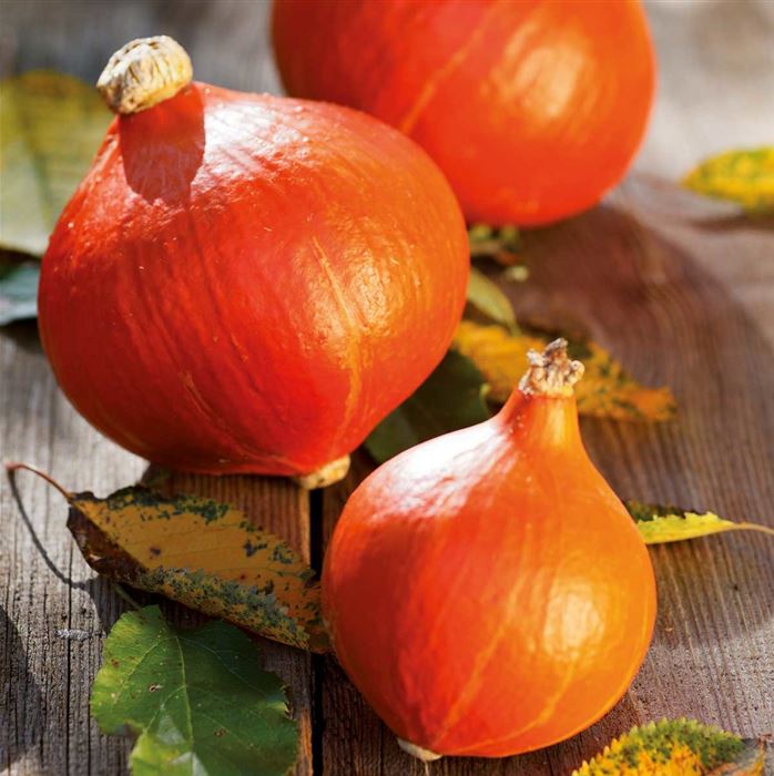 Hokkaido-Speisekürbis 'Uchiki Kuri' F1