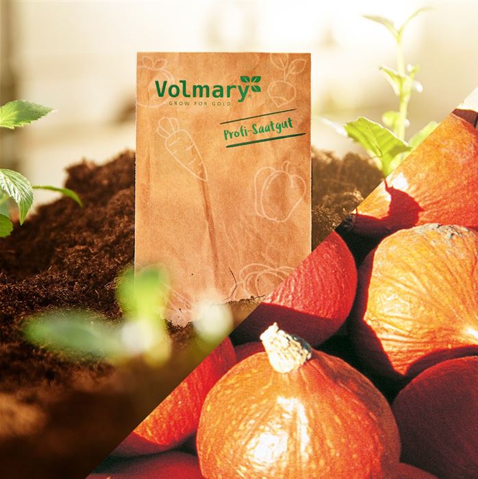 Hokkaido-Speisekürbis 'Uchiki Kuri' F1