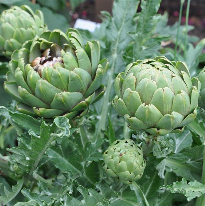 Artischocke 'Imperial Star'
