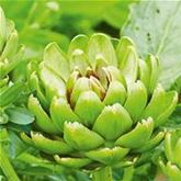 Artischocke 'Imperial Star'