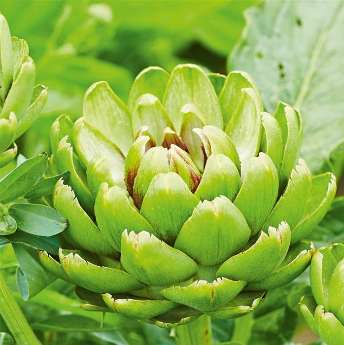 Artischocke 'Imperial Star'