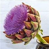 Artischocke 'Imperial Star'
