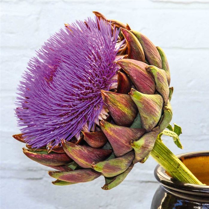 Artischocke 'Imperial Star'
