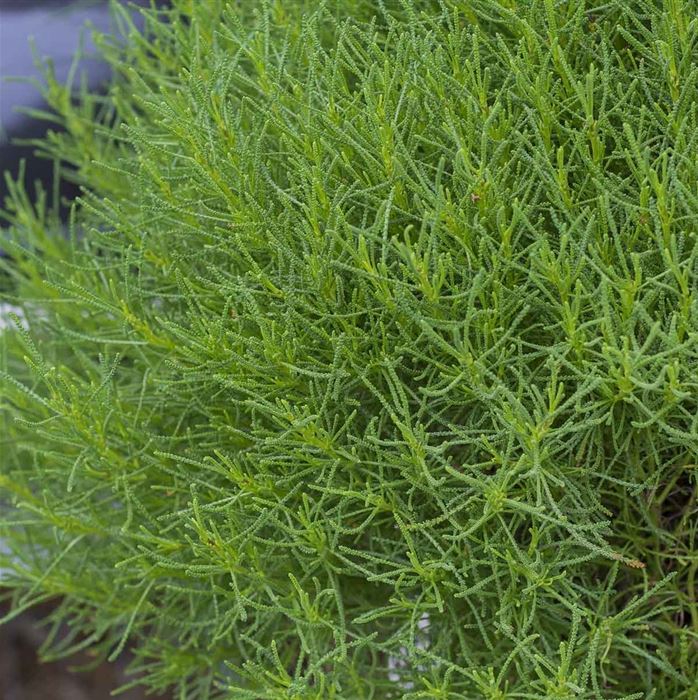 Olivenkraut 'Olivia'