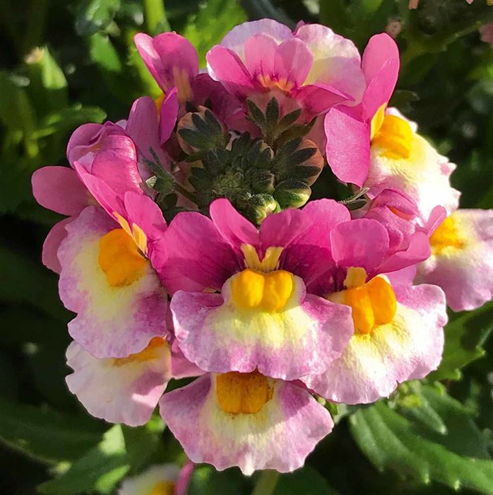 Elfenspiegel 'Mareto® Lemon & Rose'