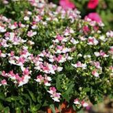 Elfenspiegel 'Mareto® Lemon & Rose'