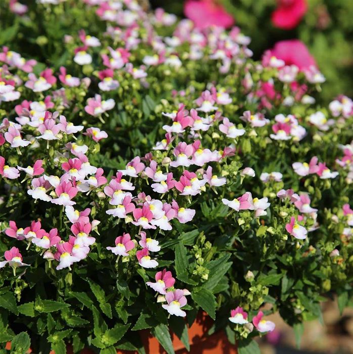 Elfenspiegel 'Mareto® Lemon & Rose'