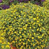 Husarenknopf 'Solaris®'