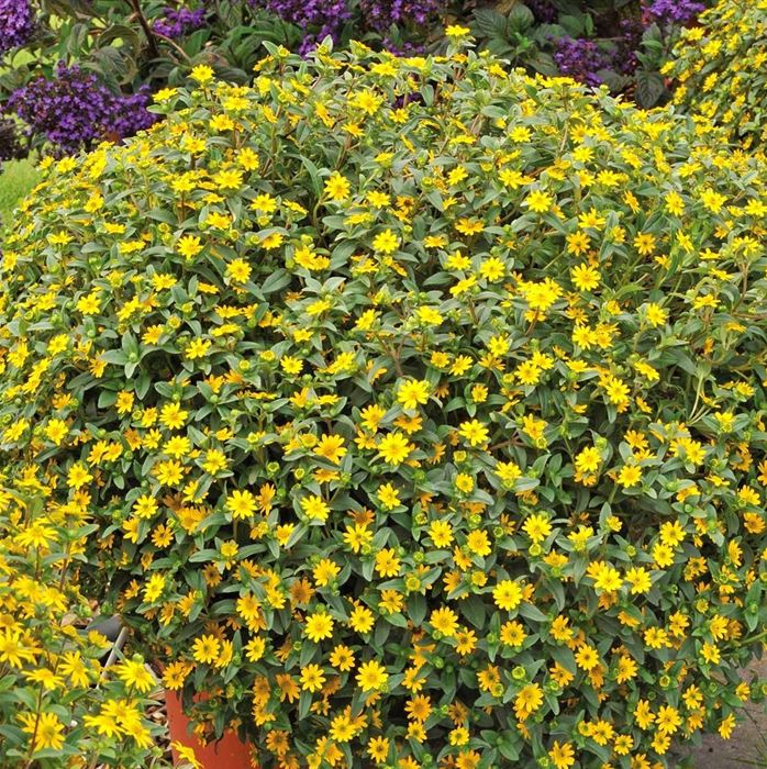 Husarenknopf 'Solaris®'