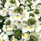 Elfenspiegel 'Mareto® White'