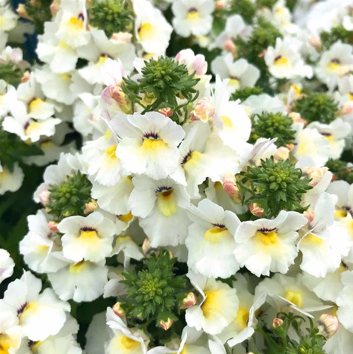 Elfenspiegel 'Mareto® White'