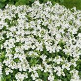 Elfenspiegel 'Mareto® White'