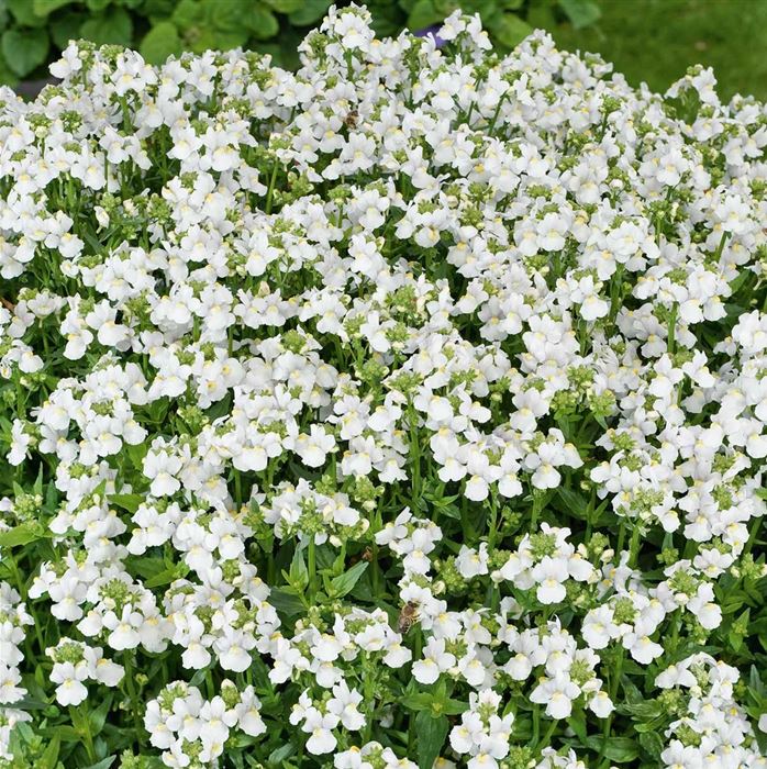 Elfenspiegel 'Mareto® White'