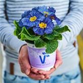 Ozean-Primel 'Nautilus® Blue Vein'