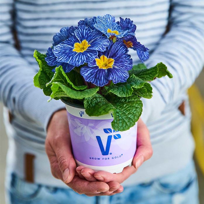 Ozean-Primel 'Nautilus® Blue Vein'