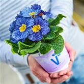 Ozean-Primel 'Nautilus® Blue Vein'