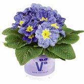 Ozean-Primel 'Nautilus® Blue Vein'