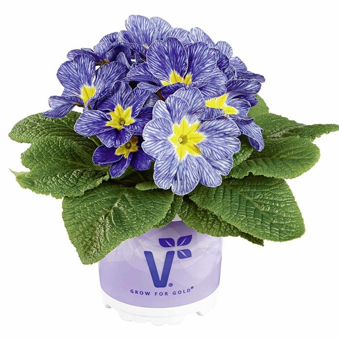 Ozean-Primel 'Nautilus® Blue Vein'