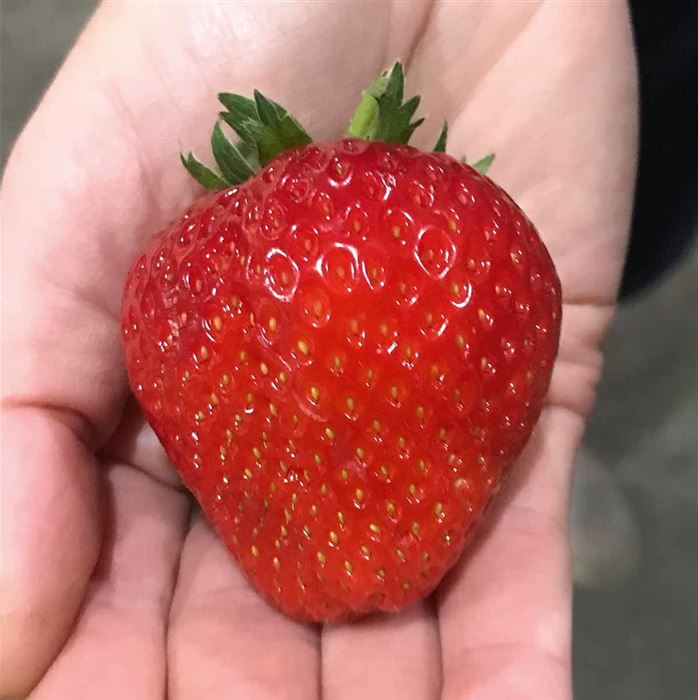 Immertragende Erdbeere 'Belmona® Summer'