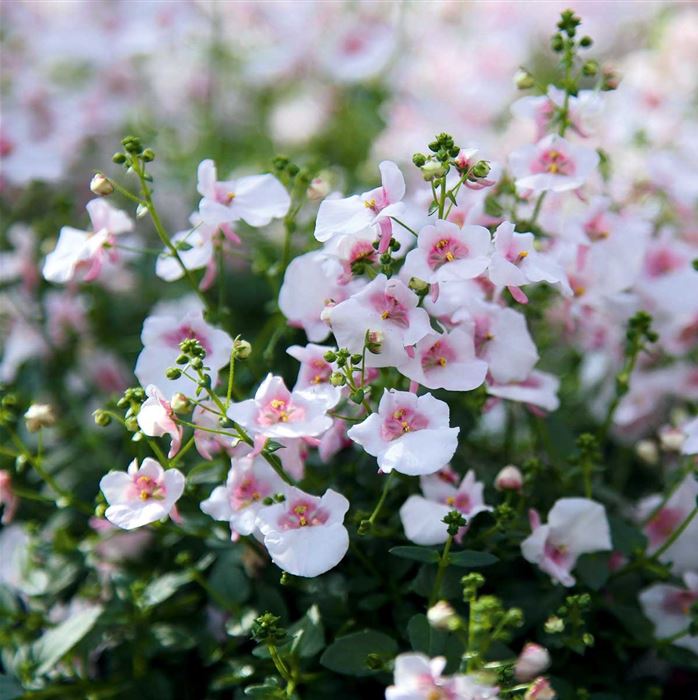 Elfensporn 'Divara® Hellrosa'