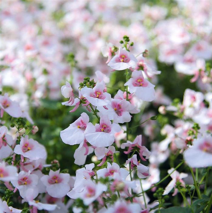 Elfensporn 'Divara® Hellrosa'