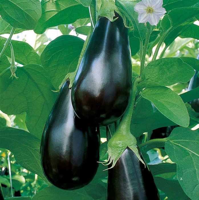 Aubergine 'Madonna' F1, veredelt
