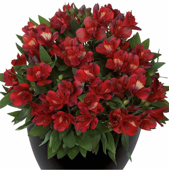 Inkalilie 'Inticancha® Doba'