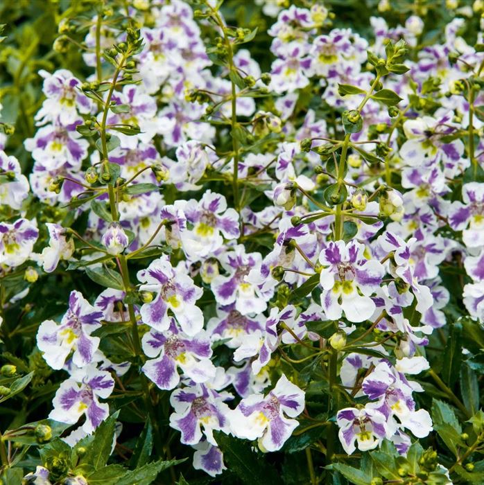 Engelsflügel 'Adessa® Blue Bicolor'