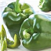 Süß-Paprika 'Beluga® Green'