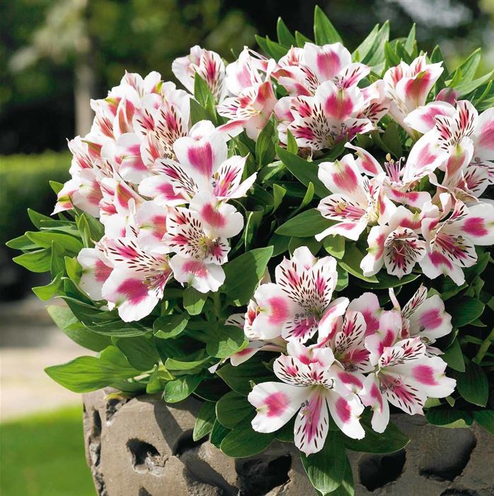 Inkalilie 'Inticancha® White Pink Blush'