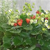 Aufrechte Erdbeere 'Delizz®'