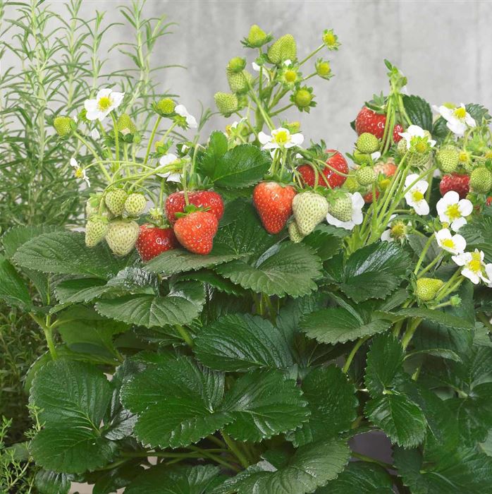 Aufrechte Erdbeere 'Delizz®'