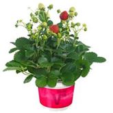 Aufrechte Erdbeere 'Delizz®'